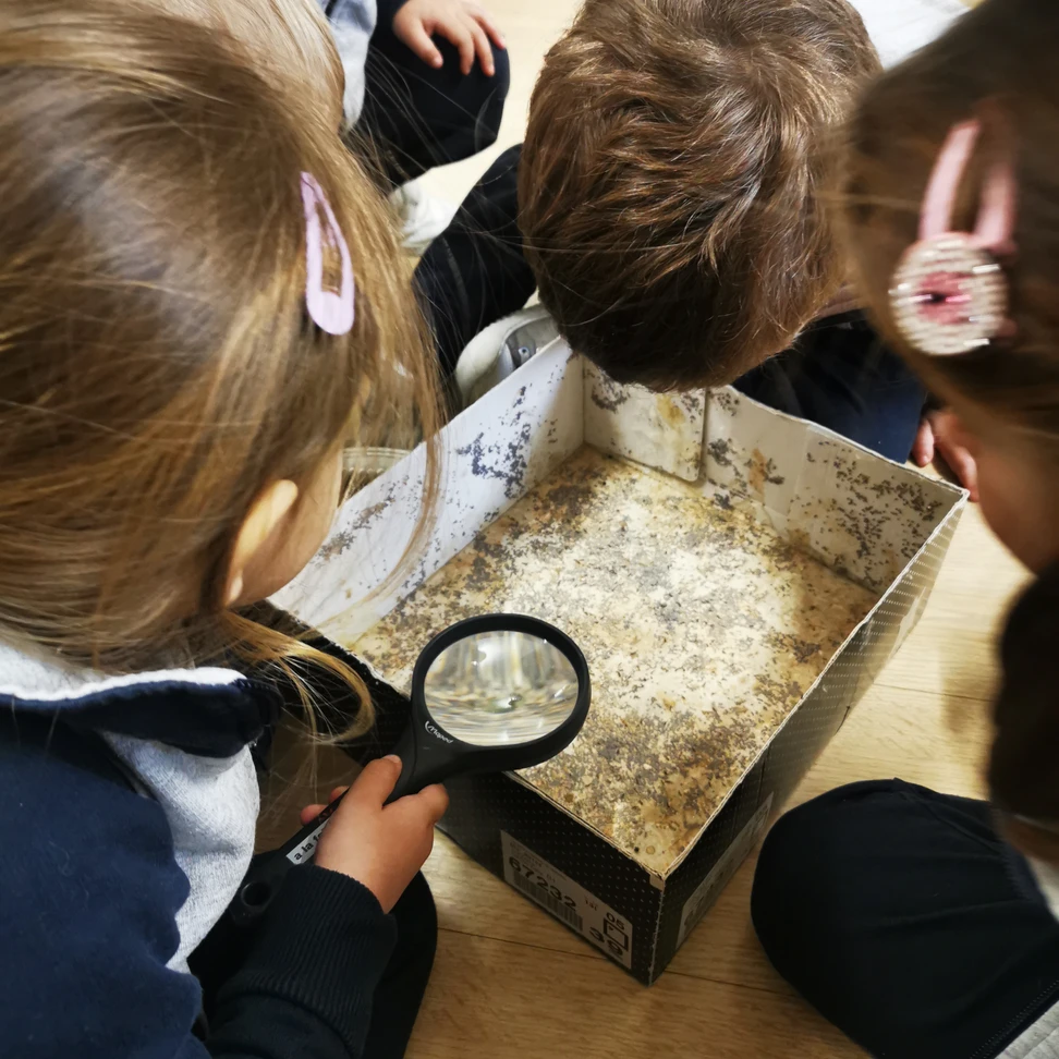 Gusanos de seda 3 61eeff 698ef84b411543bf8dd5668173c77d04mv2